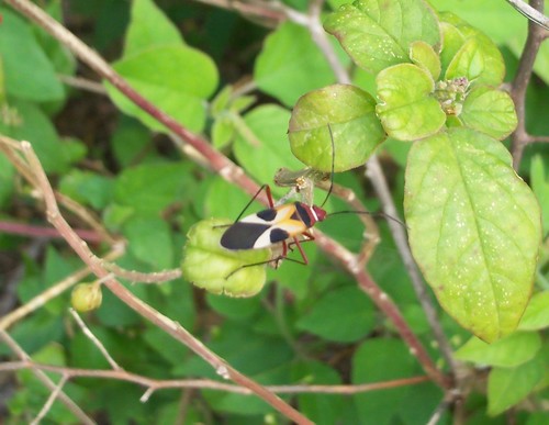 Turk's cap red bug photo 2
