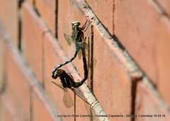 Rhionaeschna marchali