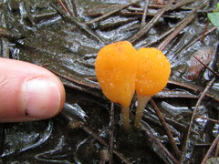 Mitrula lunulatospora