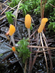 Mitrula lunulatospora