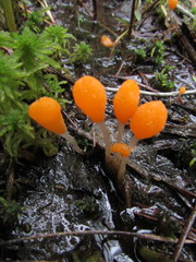 Mitrula lunulatospora