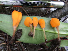 Mitrula lunulatospora