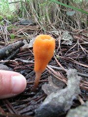 Mitrula lunulatospora