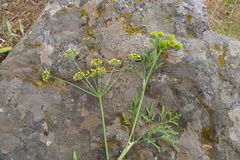 Lomatium ambiguum