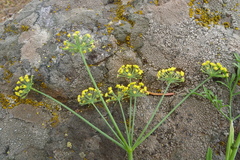 Lomatium ambiguum