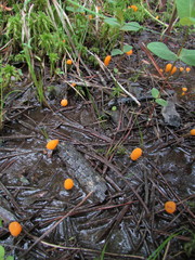 Mitrula lunulatospora