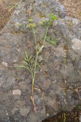 Lomatium ambiguum