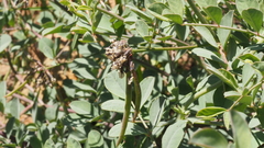 Hosackia crassifolia crassifolia