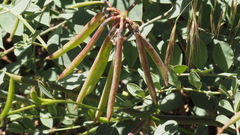 Hosackia crassifolia crassifolia