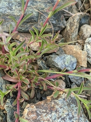Penstemon roezlii