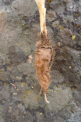 Lomatium ambiguum