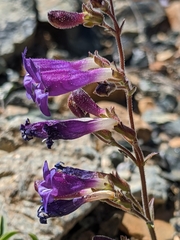 Penstemon roezlii