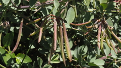 Hosackia crassifolia crassifolia