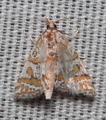 Leptosteges flavifascialis