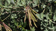 Hosackia crassifolia crassifolia