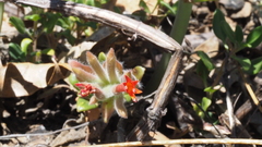Monardella macrantha macrantha