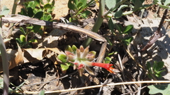 Monardella macrantha macrantha
