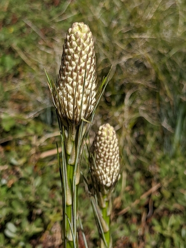 common beargrass