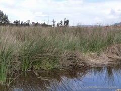 Schoenoplectus californicus