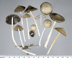 Coprinopsis pseudomarcescibilis