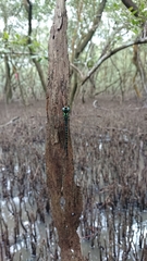 Triacanthagyna caribbea