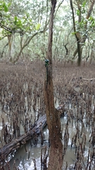 Triacanthagyna caribbea