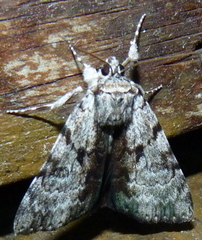 Catocala andromedae