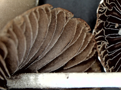 Coprinopsis pseudomarcescibilis