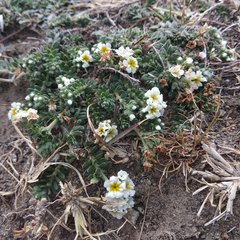 Euploca foliosissima