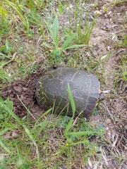 Chrysemys picta marginata