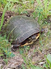 Chrysemys picta marginata