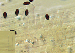 Coprinopsis pseudomarcescibilis