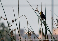 Chrysomus icterocephalus bogotensis