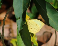 Abaeis salome jamapa