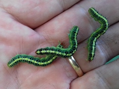 Xanthodes transversa