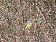 Tyrannus melancholicus