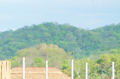 Tachycineta albilinea