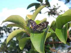 Euripus nyctelius