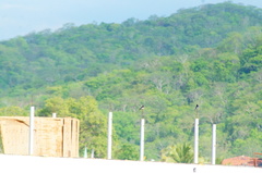 Tachycineta albilinea