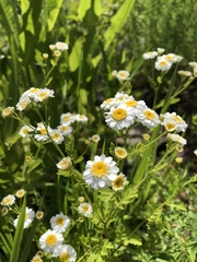 Tanacetum parthenium
