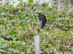 Chrysomus icterocephalus