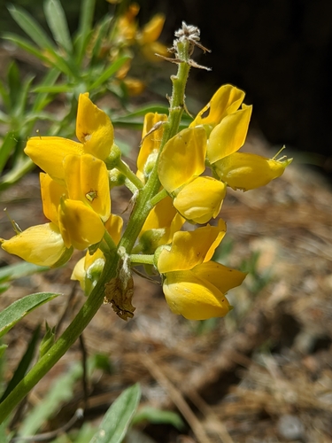 Image of Lupinus croceus by no rights reserved