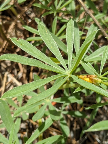 Image of Lupinus croceus by no rights reserved