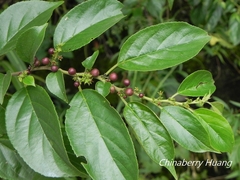 Rhamnus formosana