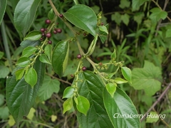 Rhamnus formosana