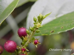 Rhamnus formosana