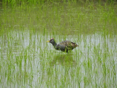 Gallicrex cinerea