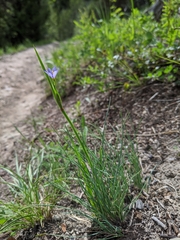 Sisyrinchium idahoense