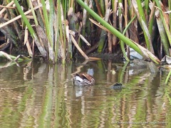 Porphyriops melanops
