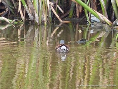 Porphyriops melanops